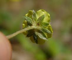 Attēlu rezultāti vaicājumam “Potentilla erecta bud”