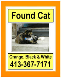 Image result for cat found