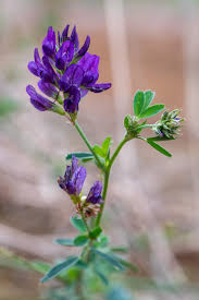 Attēlu rezultāti vaicājumam “Medicago sativa subsp. sativa flower”