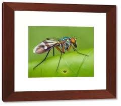 Attēlu rezultāti vaicājumam “Dolichopodidae”