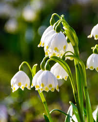 Attēlu rezultāti vaicājumam “Leucojum vernum var. vernum flower”