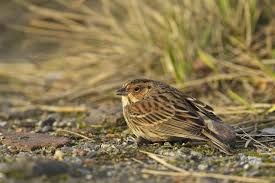 Image result for Emberiza pusilla