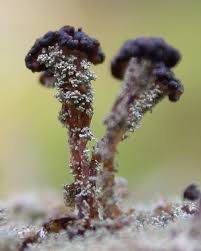Attēlu rezultāti vaicājumam “Cladonia parasitica”