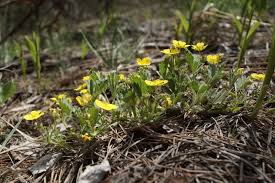 Attēlu rezultāti vaicājumam “Potentilla arenaria bud”