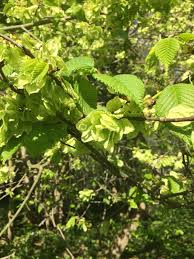 Attēlu rezultāti vaicājumam “Ulmus glabra leaf”