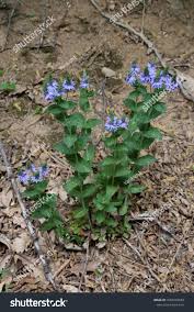 Attēlu rezultāti vaicājumam “Veronica austriaca subsp. teucrium bud”