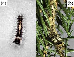 Attēlu rezultāti vaicājumam “Lymantria monacha pupa”