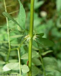 Attēlu rezultāti vaicājumam “Vicia sylvatica bud”