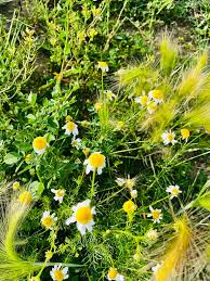 Attēlu rezultāti vaicājumam “Tripleurospermum inodorum flower”
