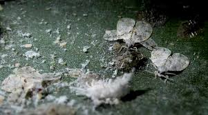 Attēlu rezultāti vaicājumam “Aleurochiton aceris nymph”