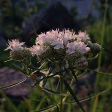 Attēlu rezultāti vaicājumam “Sparganium minimum fruit”