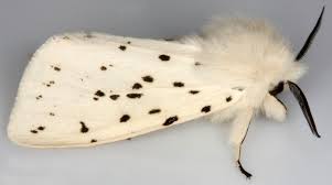 Attēlu rezultāti vaicājumam “Spilosoma lubricipeda”