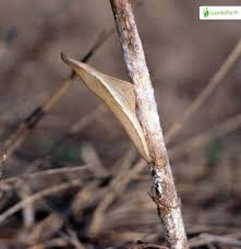 Attēlu rezultāti vaicājumam “Anthocharis cardamines underside”