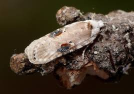 Attēlu rezultāti vaicājumam “Agonopterix alstromeriana”