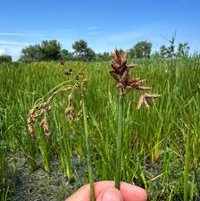 Attēlu rezultāti vaicājumam “Schoenoplectus lacustris subsp. glaucus bud”