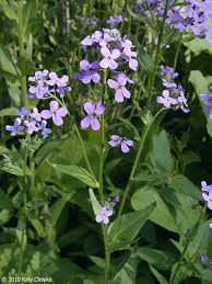 Attēlu rezultāti vaicājumam “Hesperis matronalis leaf”