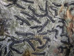 Attēlu rezultāti vaicājumam “Graphis scripta”