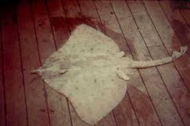 Image result for Rostroraja alba