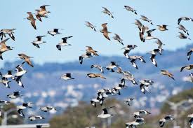 Image result for Bird