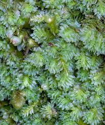 Attēlu rezultāti vaicājumam “Lophozia incisa”