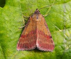 Attēlu rezultāti vaicājumam “Phytometra viridaria”