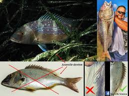 Image result for Dentex dentex