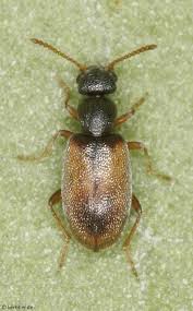 Attēlu rezultāti vaicājumam “Anthicidae”