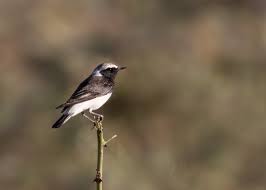 Image result for Oenanthe pleschanka