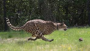 Afbeeldingsresultaat voor cheeta