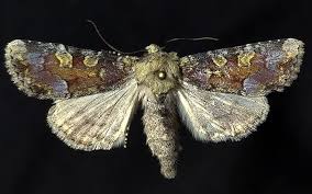 Attēlu rezultāti vaicājumam “Oligia sp.”