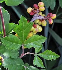 Attēlu rezultāti vaicājumam “Trifolium montanum fruit”