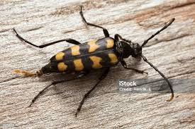 Attēlu rezultāti vaicājumam “Leptura quadrifasciata”