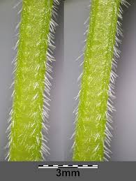 Attēlu rezultāti vaicājumam “Viola collina leaf”