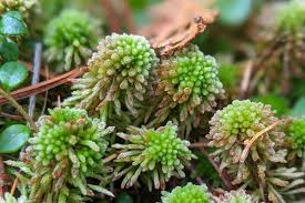 Attēlu rezultāti vaicājumam “Sphagnum wulfianum”