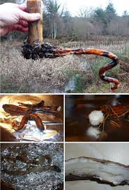 Image result for root-tail