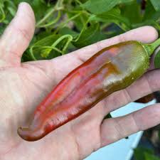 Afbeeldingsresultaat voor numex sandia hot pepper