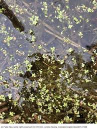 Attēlu rezultāti vaicājumam “Lemna trisulca”