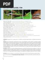 Attēlu rezultāti vaicājumam “Tettigoniodea exuvia”