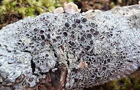 Attēlu rezultāti vaicājumam “Physcia aipolia”