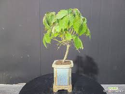 Image result for parthenocissus bonsai