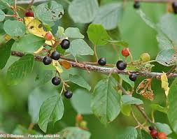 Attēlu rezultāti vaicājumam “Frangula alnus fruit”