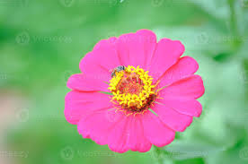 Image result for Zinnia violacea
