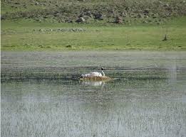 Attēlu rezultāti vaicājumam “Grus grus nest”