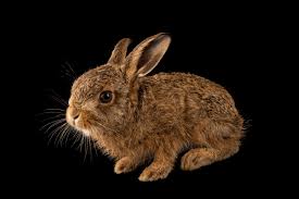 Attēlu rezultāti vaicājumam “Lepus timidus”