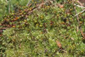 Attēlu rezultāti vaicājumam “Brachytheciastrum velutinum”