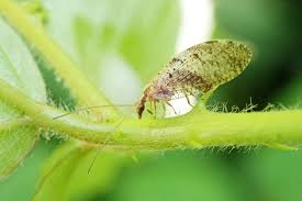 Attēlu rezultāti vaicājumam “Hemerobius perelegans”