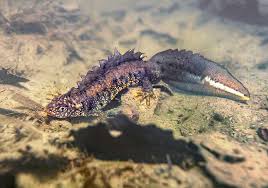 Attēlu rezultāti vaicājumam “Triturus cristatus”