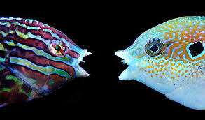 Attēlu rezultāti vaicājumam “Lophozia laxa macro”