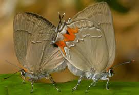 Attēlu rezultāti vaicājumam “Theclinae”