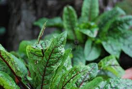 Image result for Rumex sanguineum